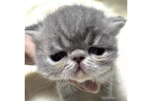 成約済の神奈川県のエキゾチックショートヘア-79448の1枚目